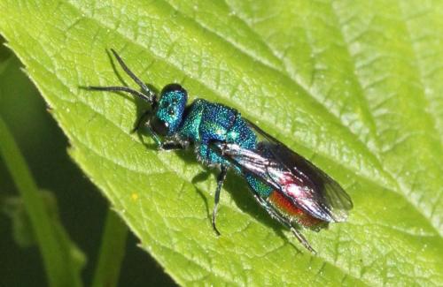 Réf. 257 255 : Chrysis fulgida